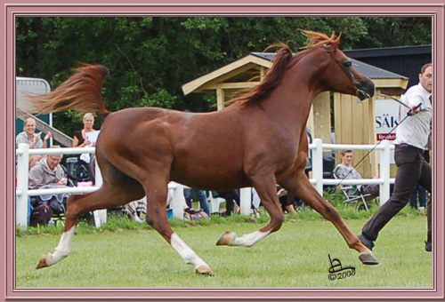 Rohara Bacara (Padrons Psyche x Sidia)